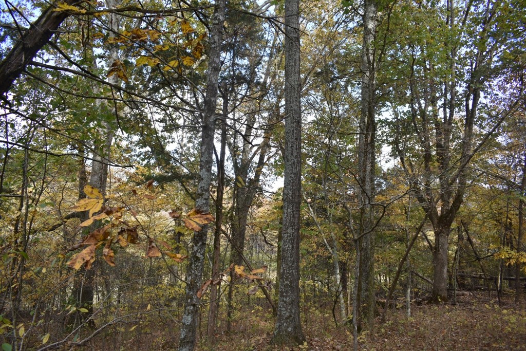 0 Defeated Creek Highway Carthage, TN 37030 - Photo 5 of 5 a view of forest