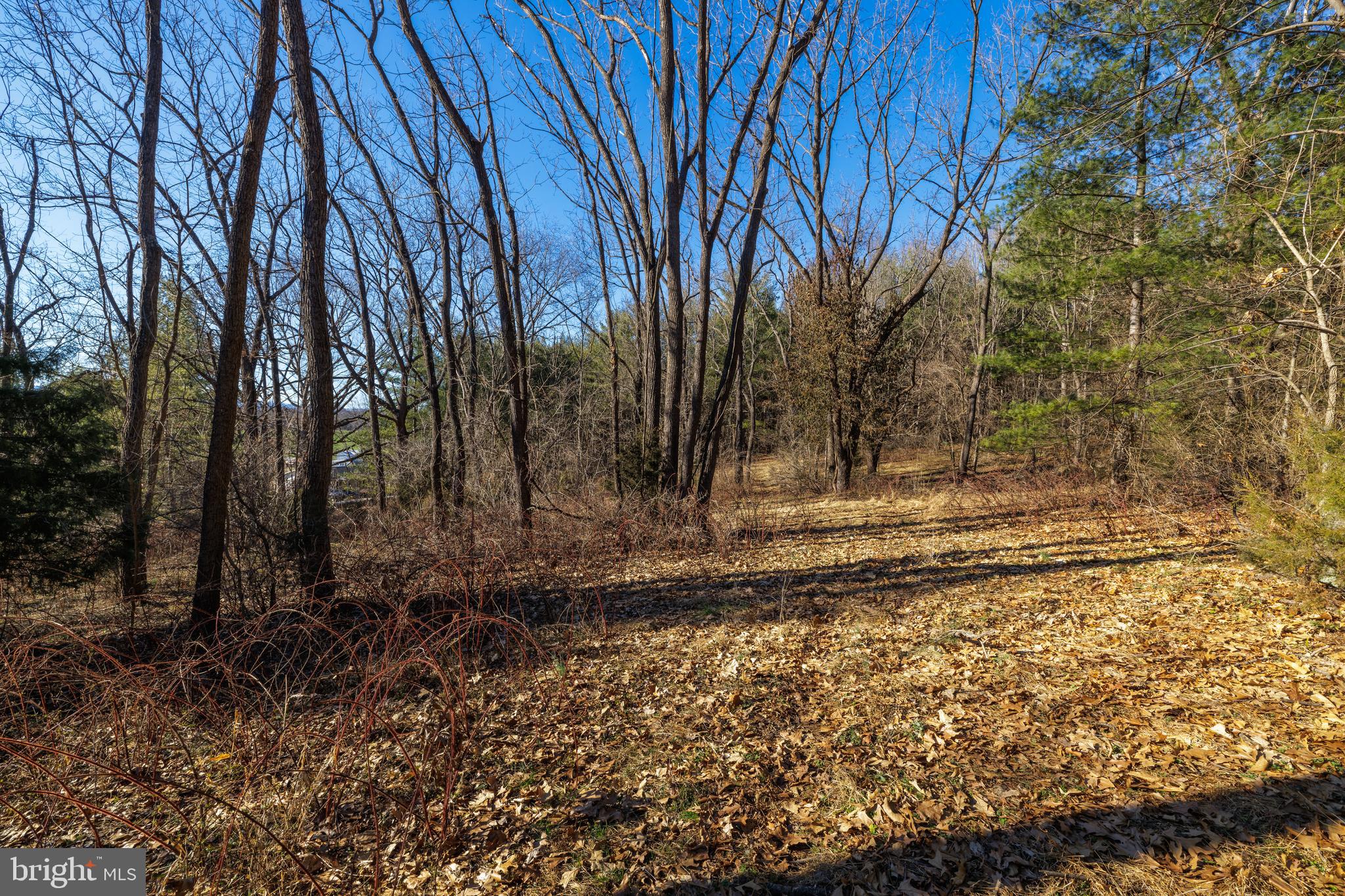0 Fairview Road Mount Crawford, VA 22841 - Photo 5 of 16 a view of a yard with trees