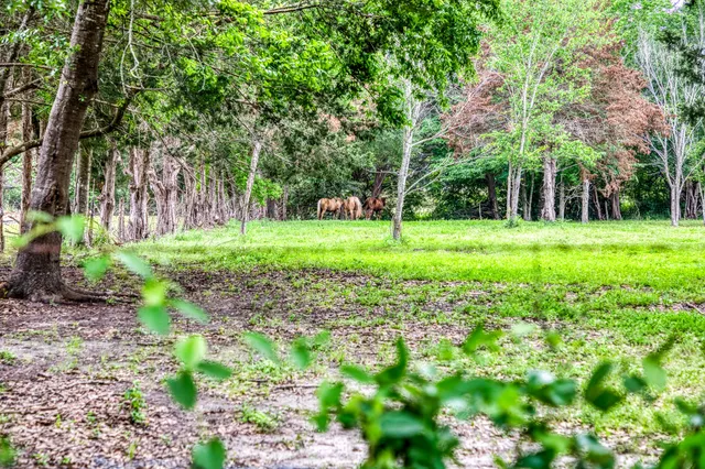 a view of a backyard with large trees