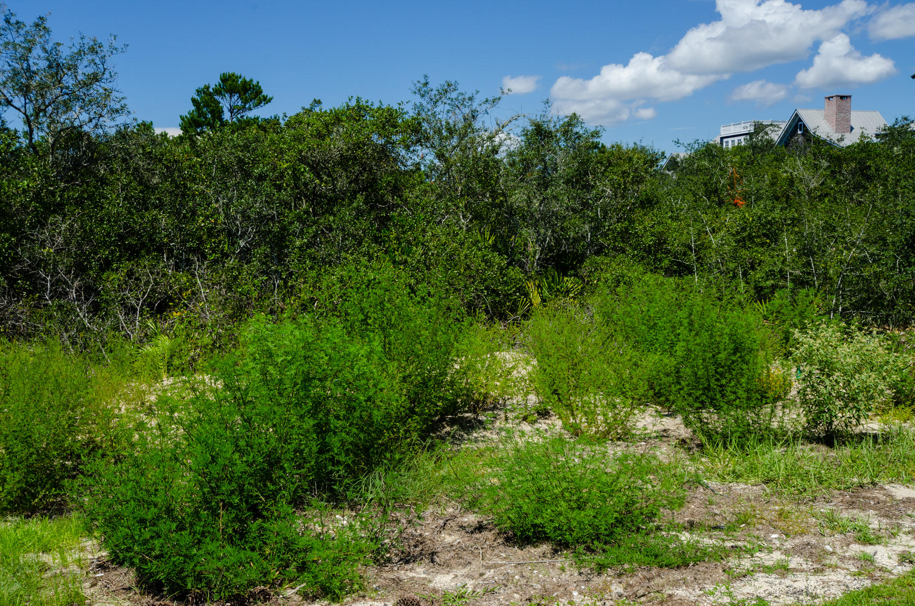Lot 19 Brenda Ln Inlet Beach Inlet Beach, FL 32461 - Photo 11 of 11 a view of a bunch of trees and bushes