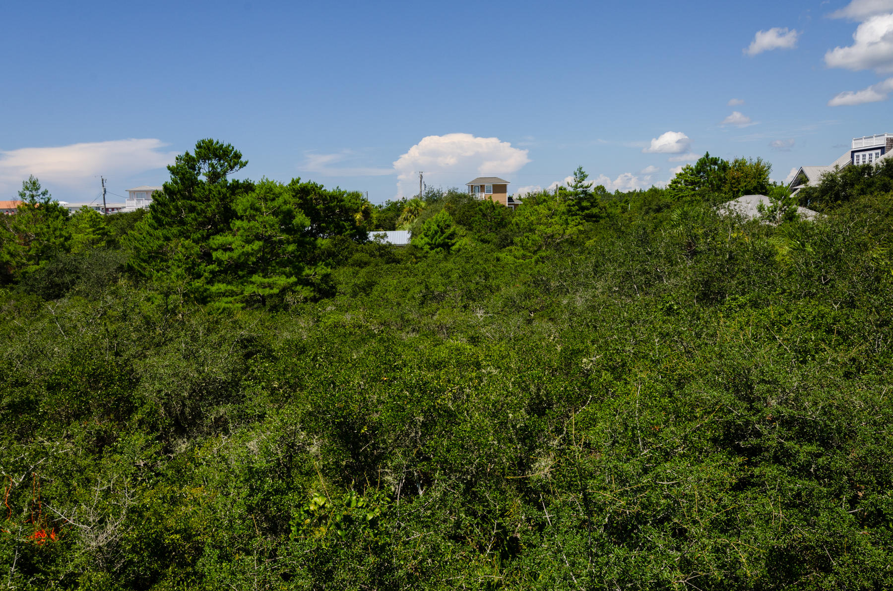 Lot 19 Brenda Ln Inlet Beach Inlet Beach, FL 32461 - Photo 8 of 11 a backyard of a house with lots of green space and plants