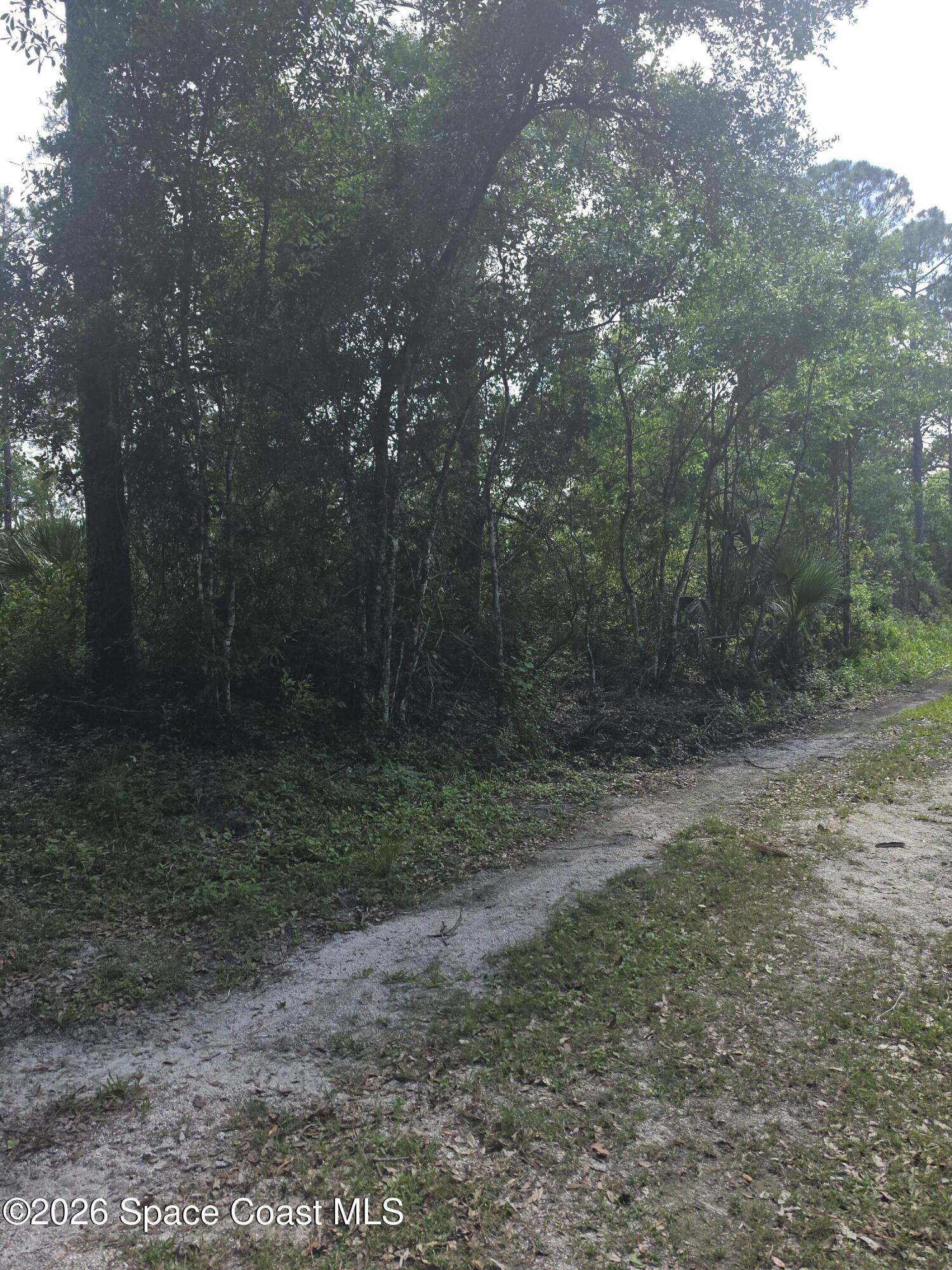 0 Spanks Street Mims, FL 32754 - Photo 3 of 6 a view of a forest with trees in the background