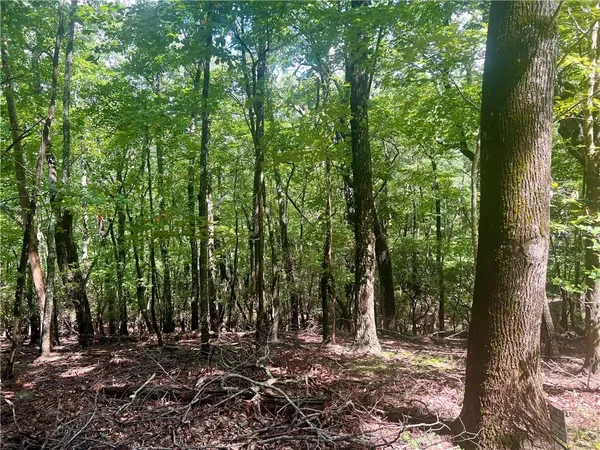 a view of a forest with trees
