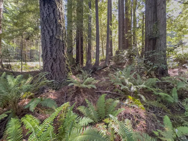 a backyard of a house with lots of green space