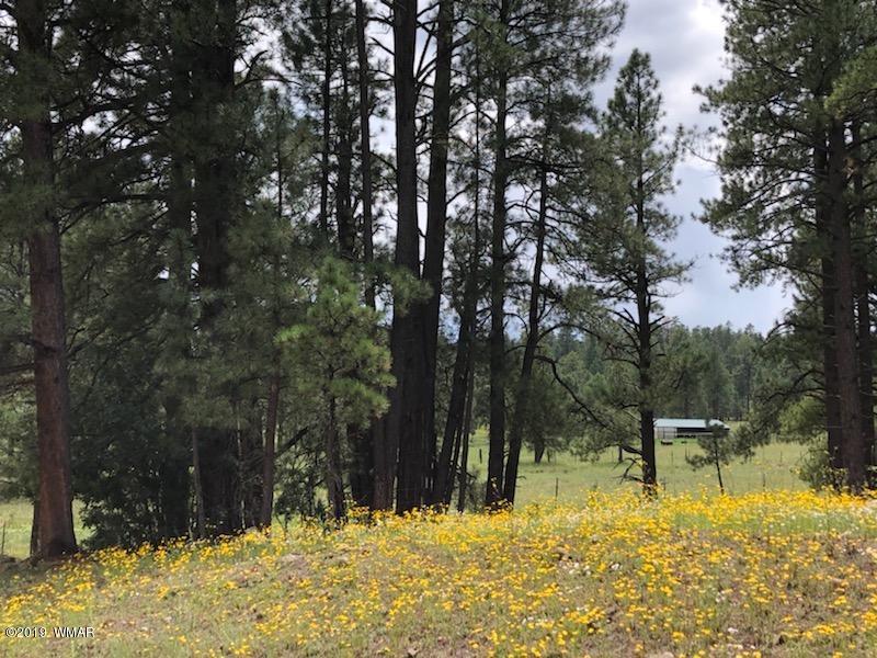 235 Co Road Alpine, AZ 85920 - Photo 7 of 45