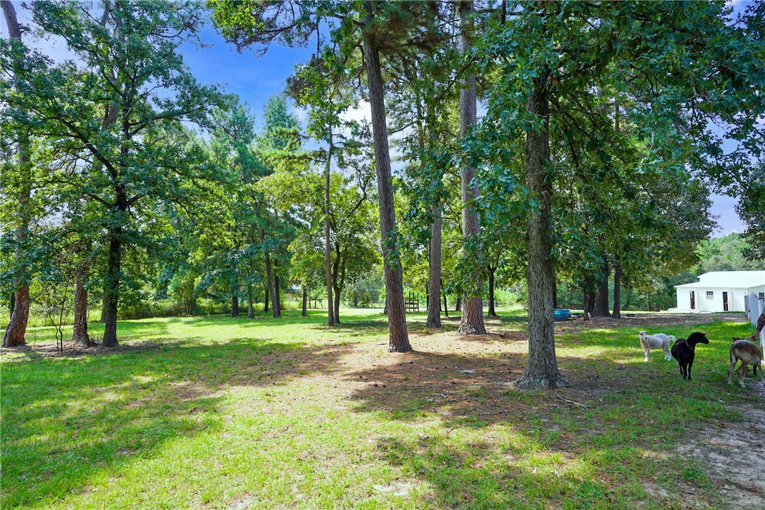 2092 Farm To Market 1486 Anderson, TX 77830 - Photo 28 of 42 a view of a trees in a park