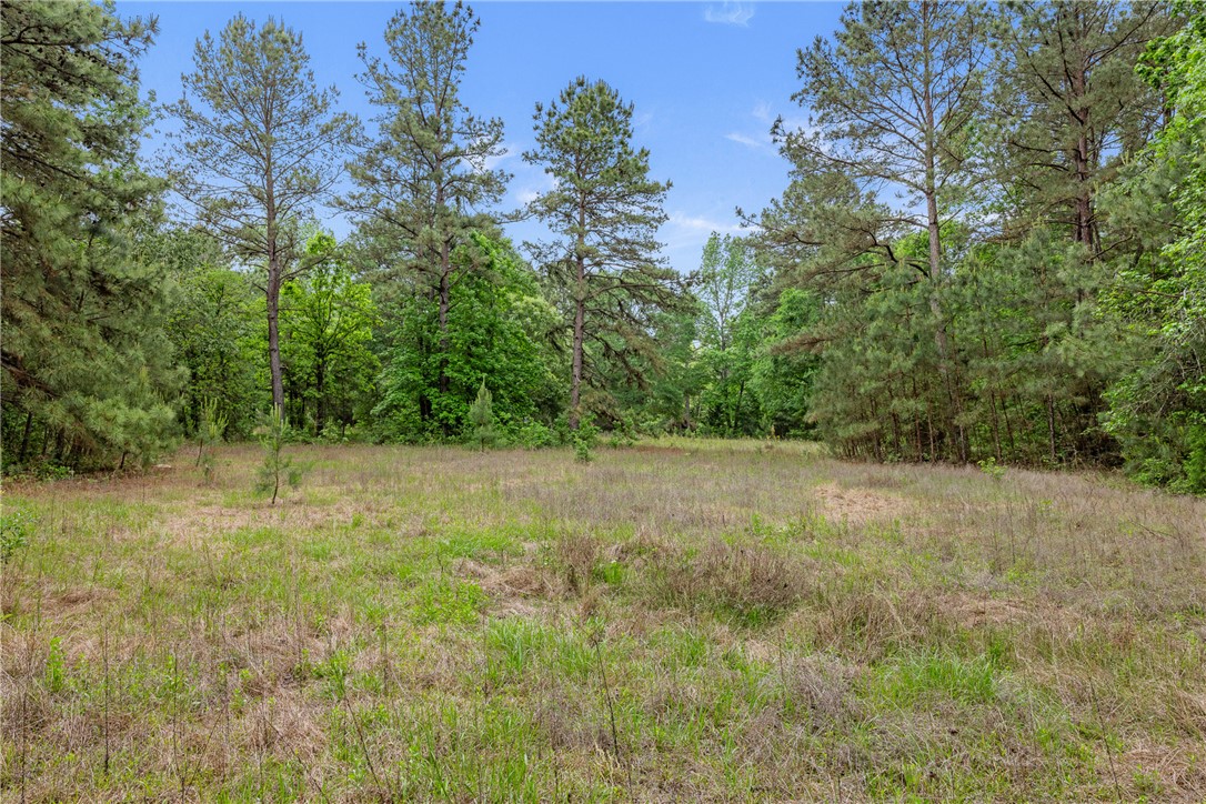 2092 Farm To Market 1486 Anderson, TX 77830 - Photo 37 of 42 a view of a yard with a tree