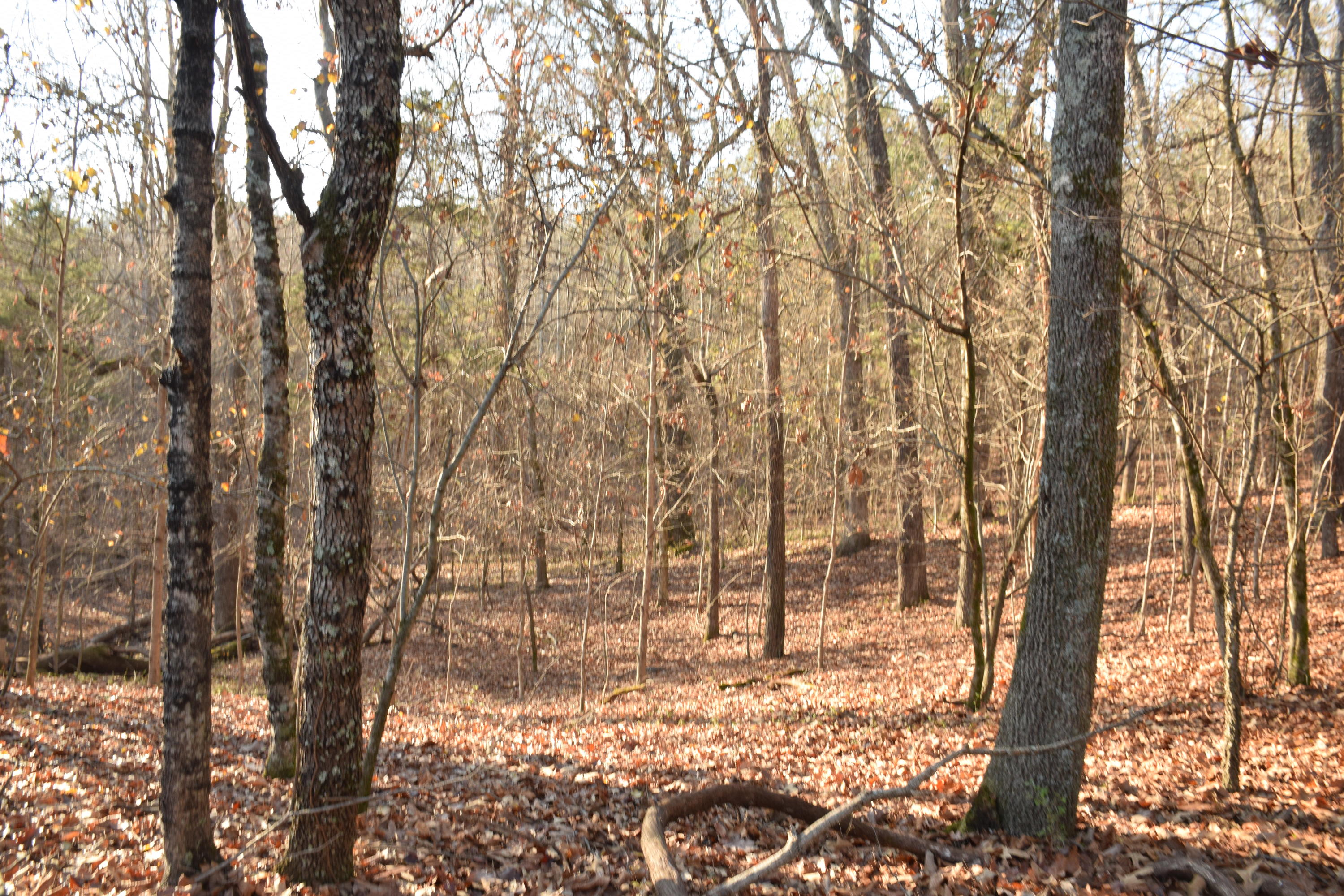 281 Deer Run Ridge Road Kingston, TN 37763 - Photo 2 of 4 2020-12-13 16.55.10