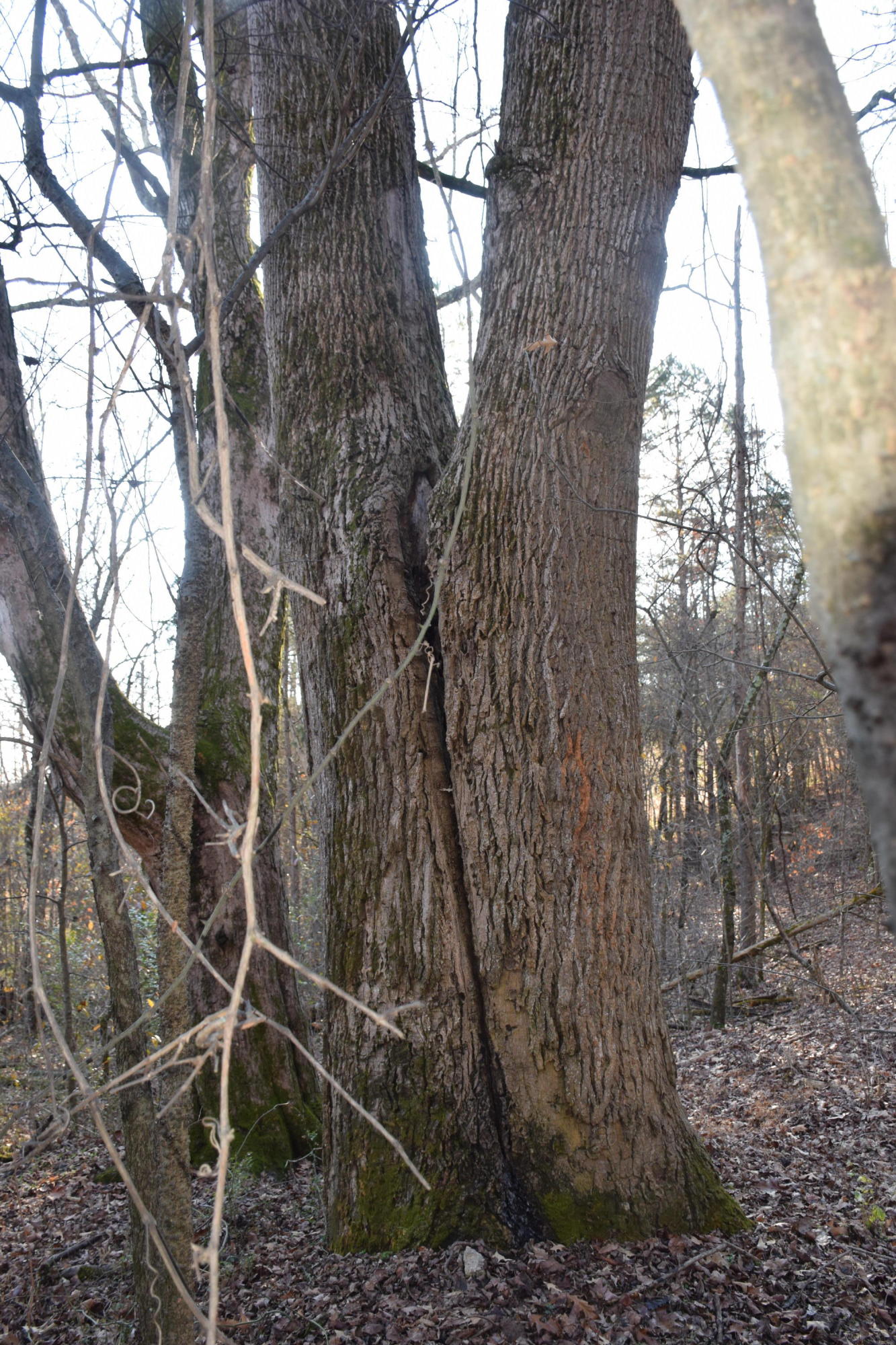 281 Deer Run Ridge Road Kingston, TN 37763 - Photo 3 of 4 2020-12-13 16.56.38