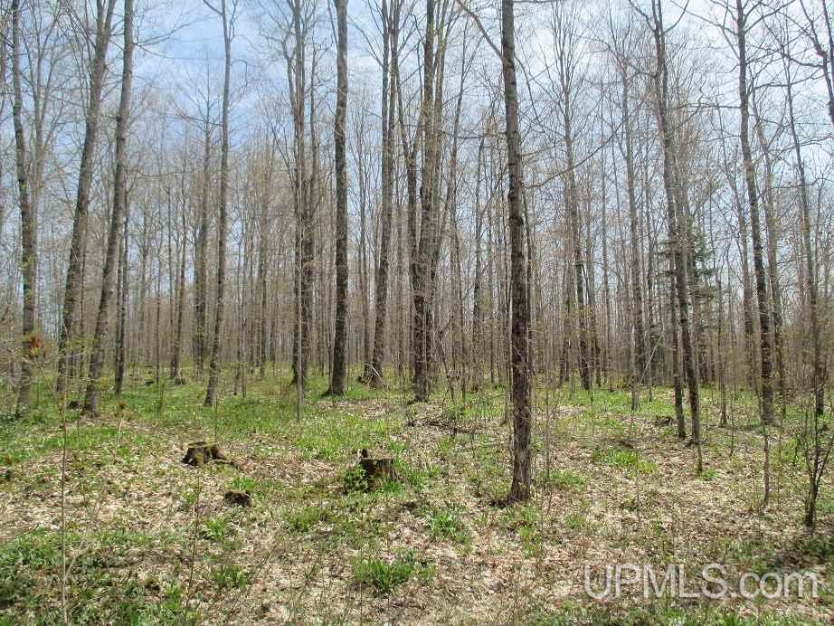 Tbd Johnson Creek Road Chatham, MI 49816 - Photo 11 of 28 Gallery Image 11