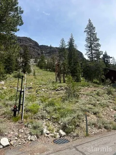 a view of a yard with a tree
