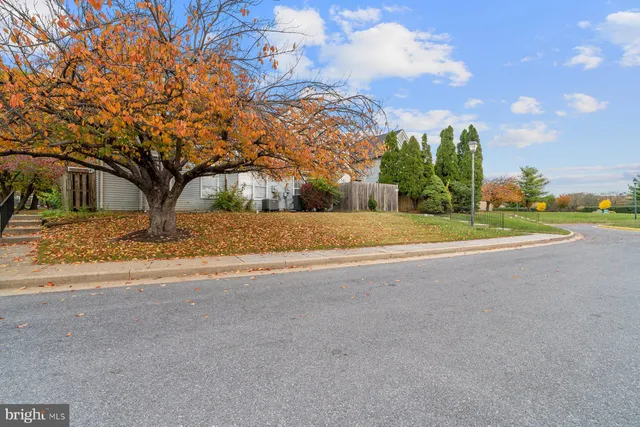 a view of road with large trees