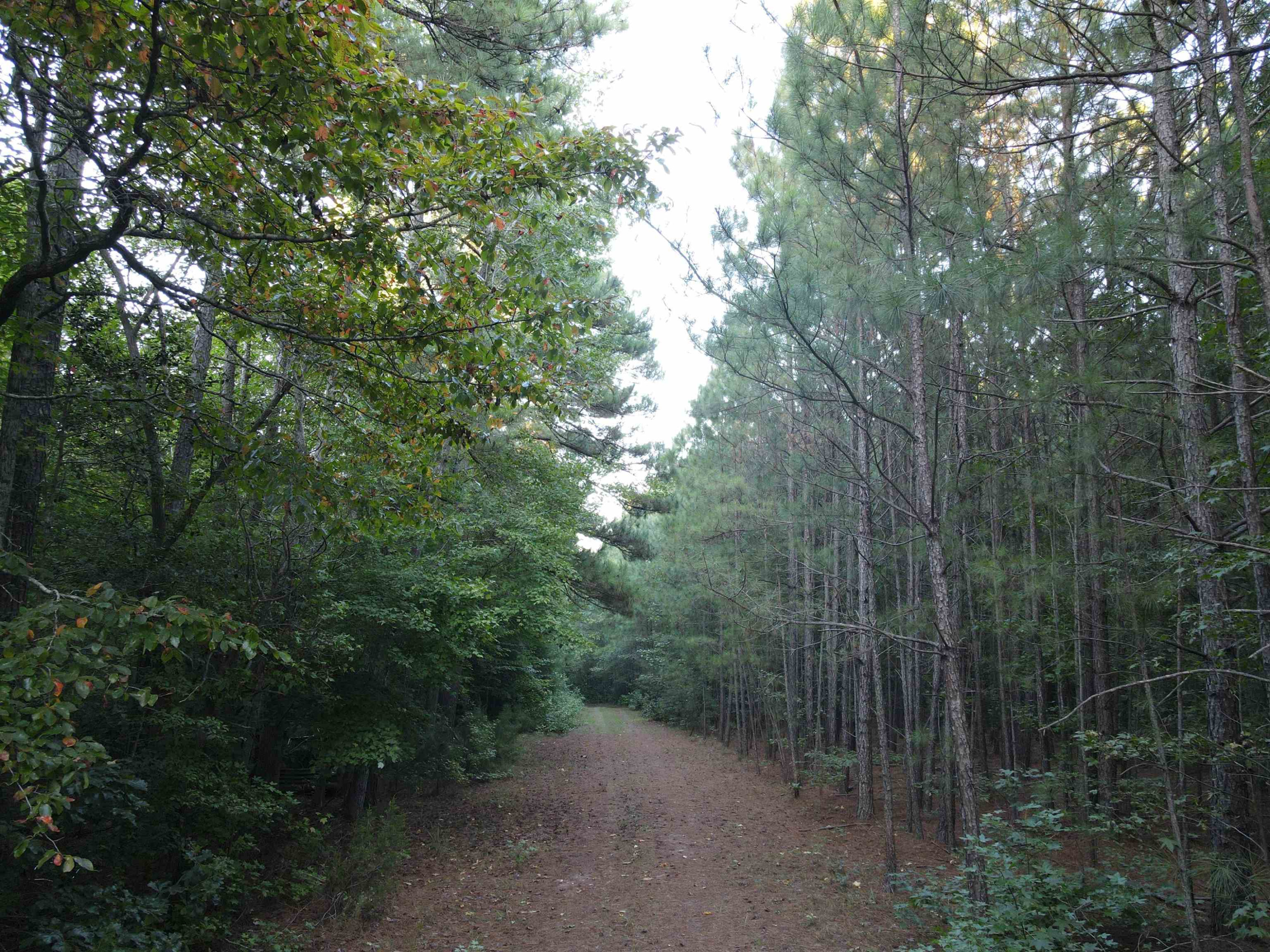 Creedmoor Road Wake Forest, NC 27587 - Photo 15 of 38 Photo 15