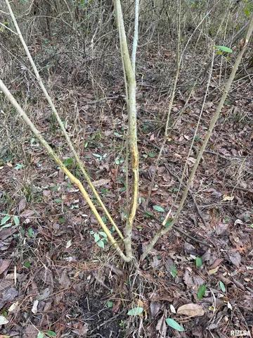 $220,000 | 400-block Edgewood Road, Salem, IL 62881