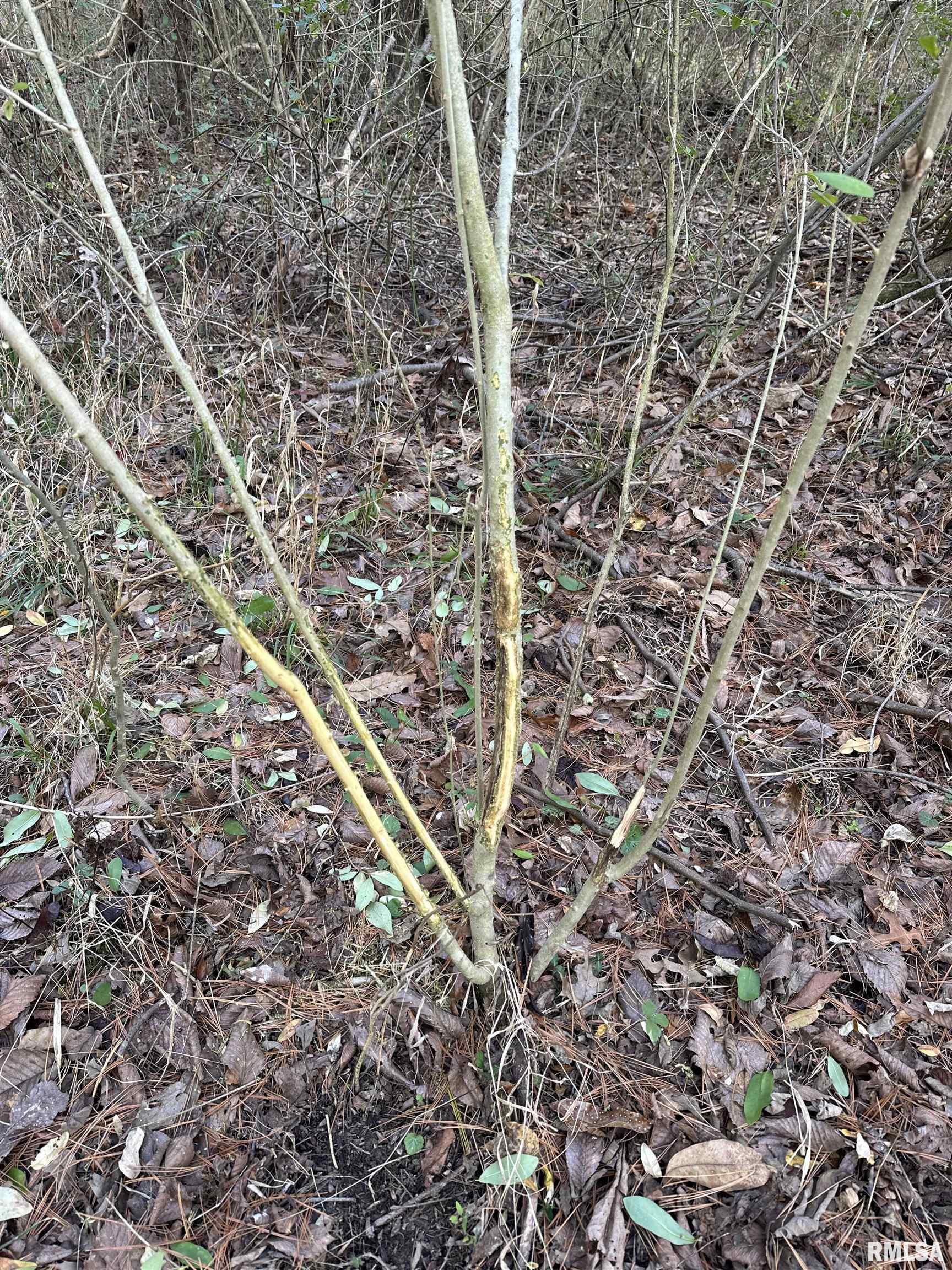 400-block Edgewood Road Salem, IL 62881 - Photo 66 of 72