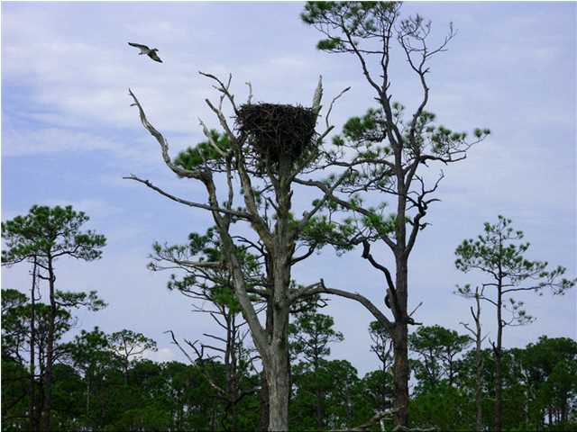 109 McCosh Mill Road Port St. Joe, FL 32456 - Photo 11 of 20 Gallery Image 11