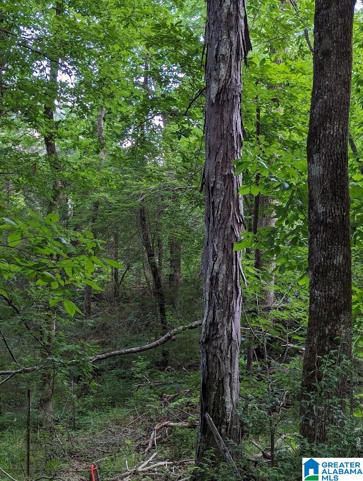 310 County Road 249 Clanton, AL 35046 - Photo 66 of 85