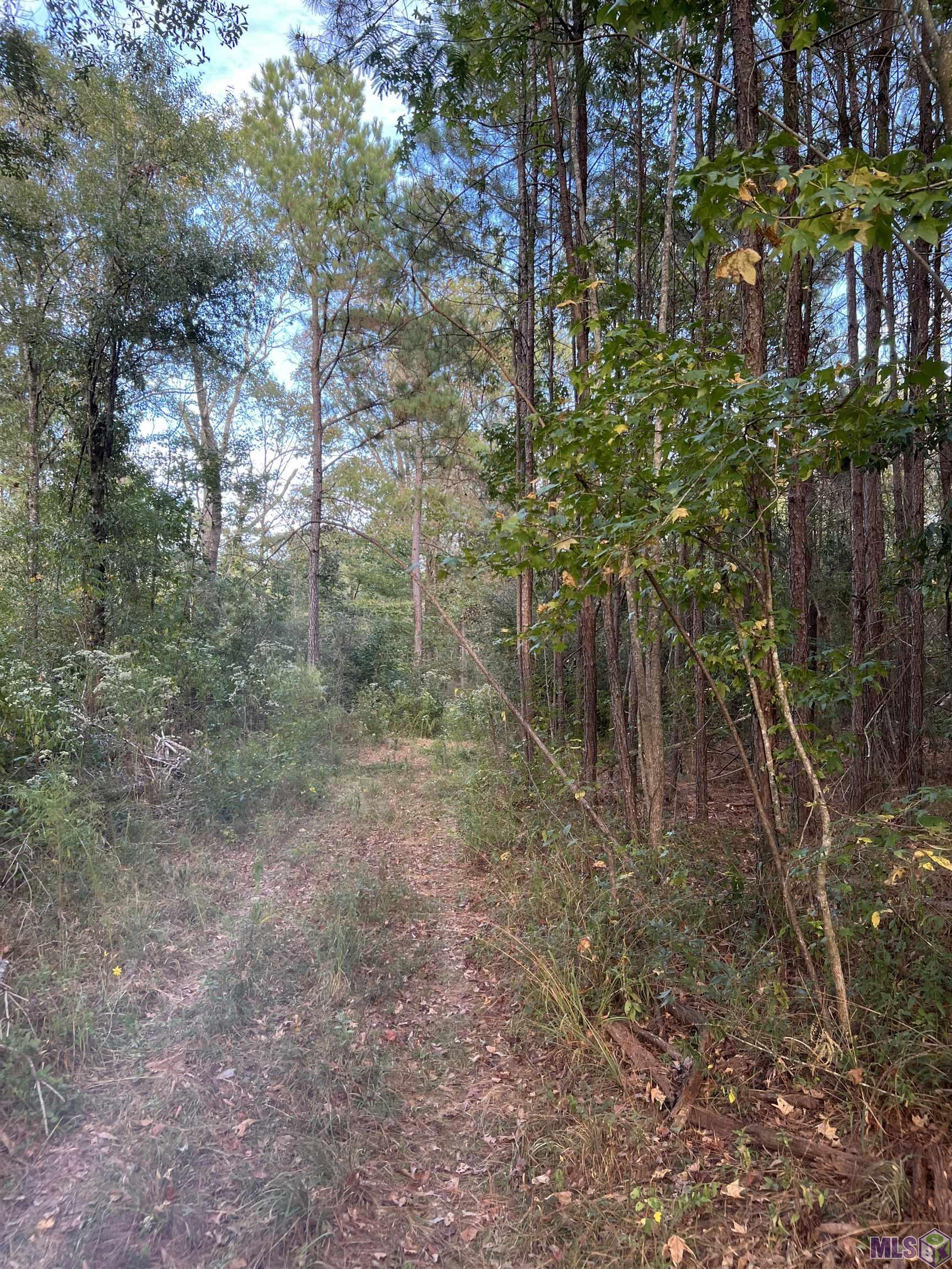 63 Clinton La Clinton, LA 70722 - Photo 6 of 10