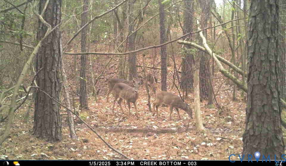 1719 Canterbury Road St. Stephens Church, VA 23148 - Photo 8 of 10