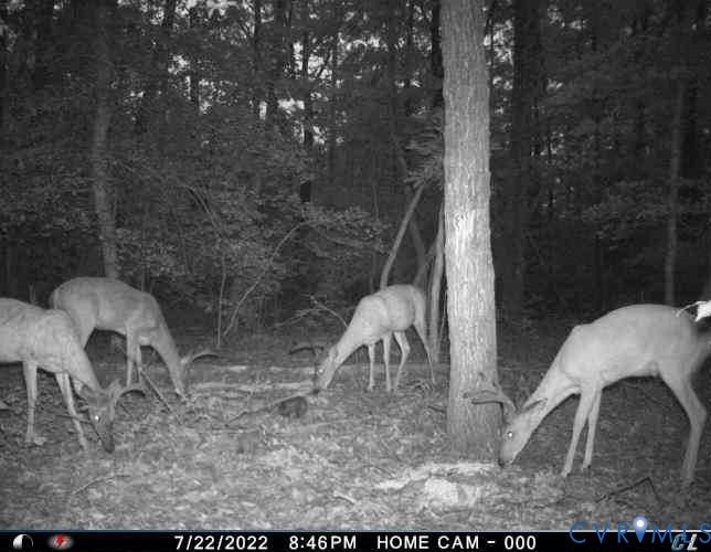 1719 Canterbury Road St. Stephens Church, VA 23148 - Photo 9 of 10