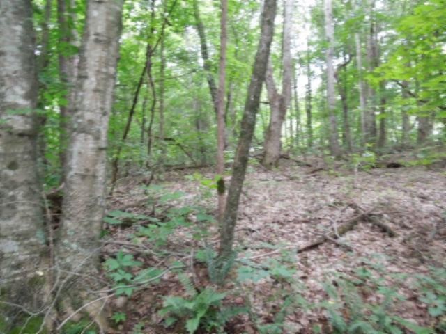 5 19 Star Point Road Celina, TN 38551 - Photo 15 of 29 Gallery Image 15