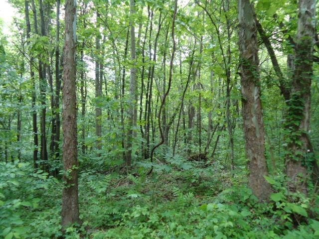 5 19 Star Point Road Celina, TN 38551 - Photo 17 of 29 Gallery Image 17