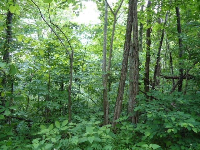 5 19 Star Point Road Celina, TN 38551 - Photo 18 of 29 Gallery Image 18