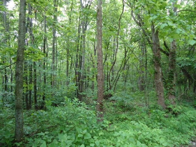 5 19 Star Point Road Celina, TN 38551 - Photo 21 of 29 Gallery Image 21