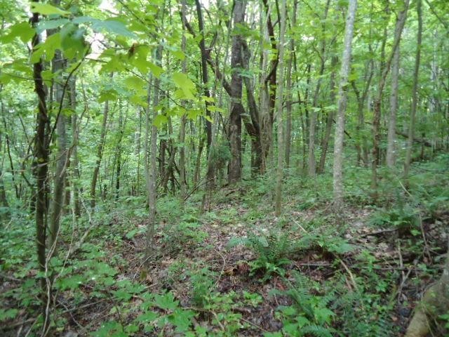 5 19 Star Point Road Celina, TN 38551 - Photo 9 of 29 Gallery Image 9