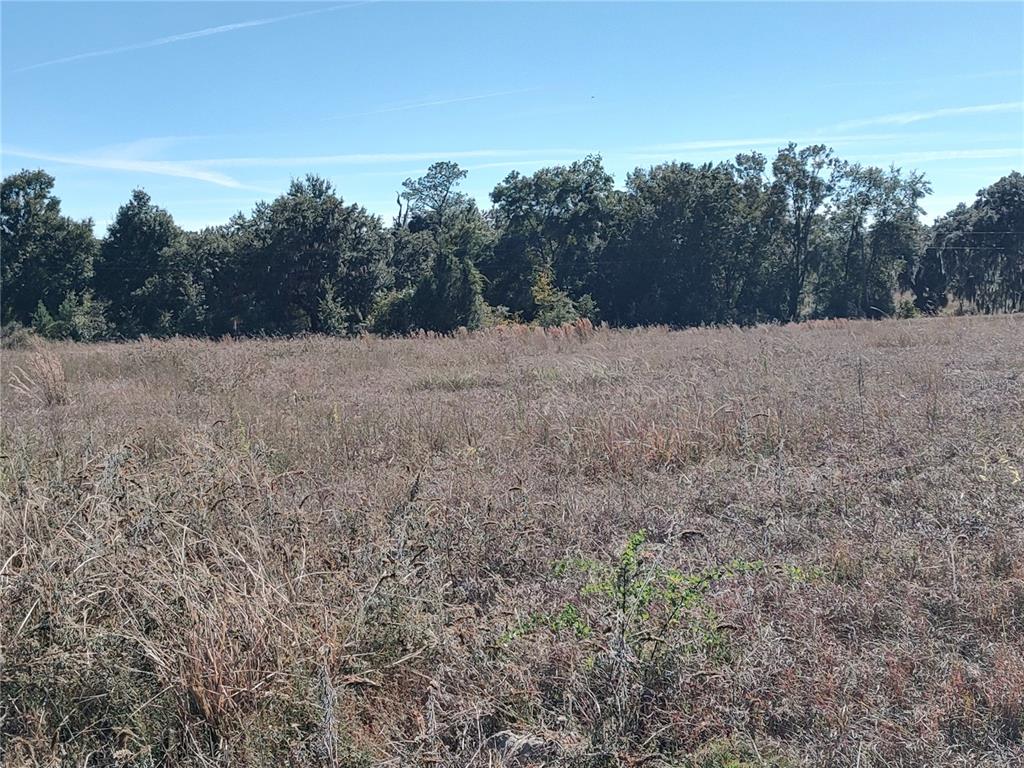 Northwest 54th Loop Ocala, FL 34482 - Photo 11 of 15 a view of a dry yard covered with trees