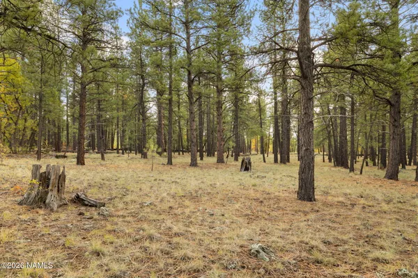a view of road and trees
