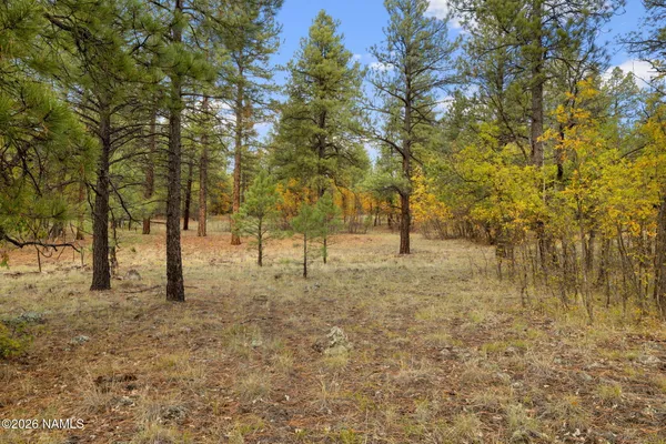 a view of trees with trees