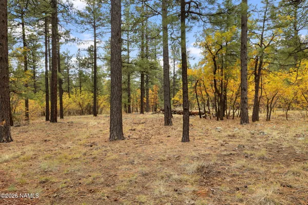 a view of outdoor space with trees