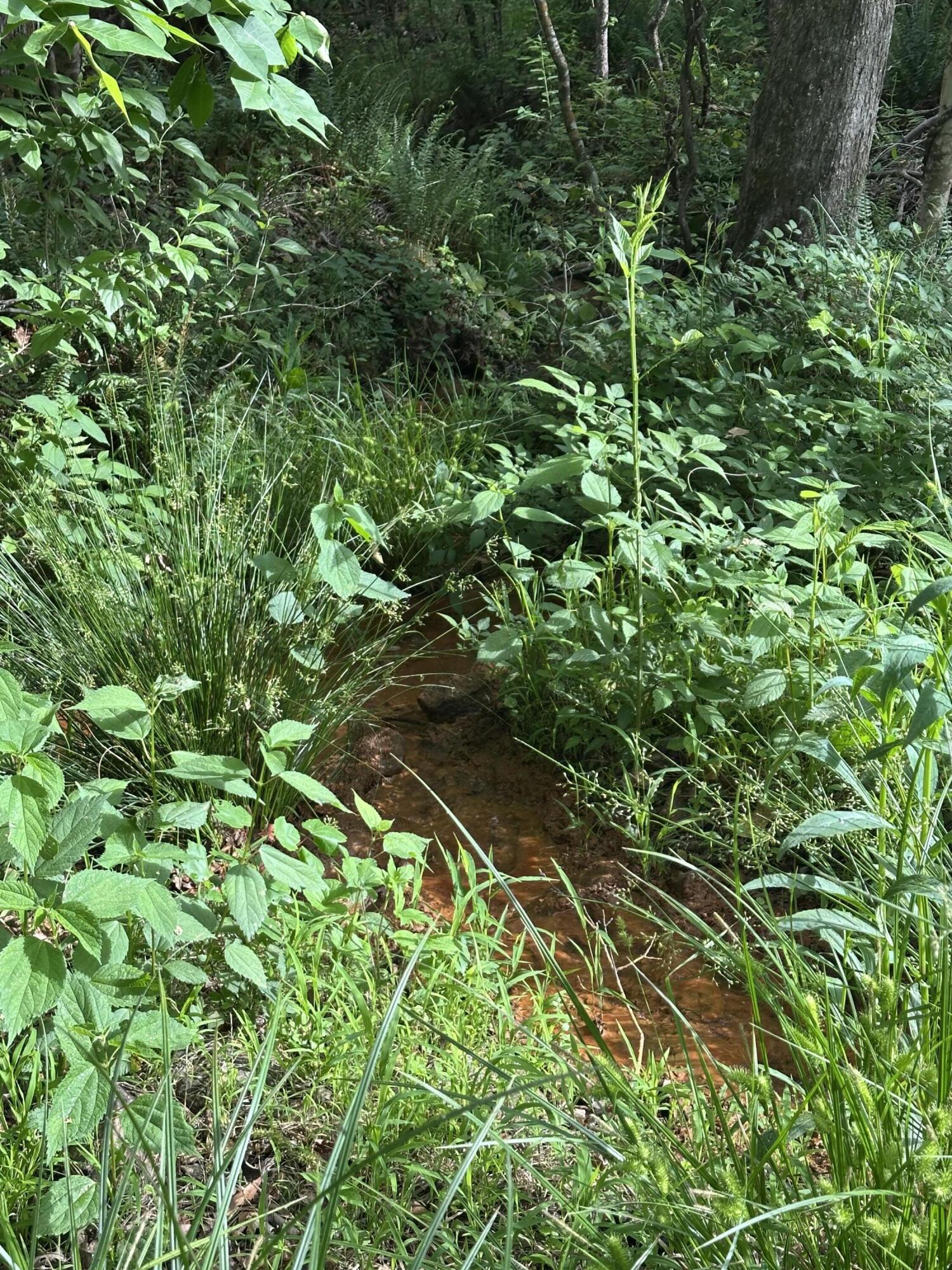 Tbd Barr Chapel Road Edgefield, SC 29824 - Photo 7 of 15