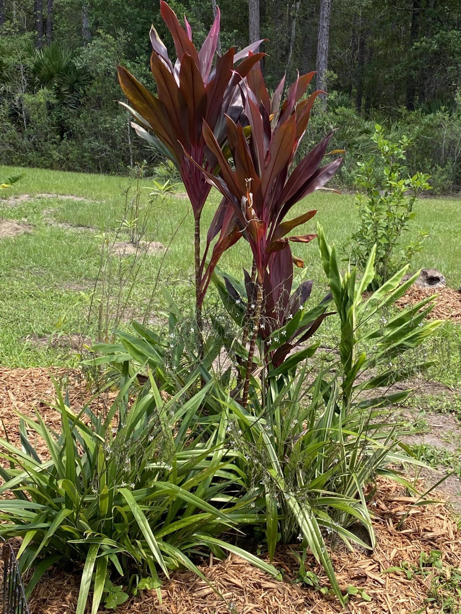 219 Long Road Interlachen, FL 32148 - Photo 6 of 21 Back Yard
