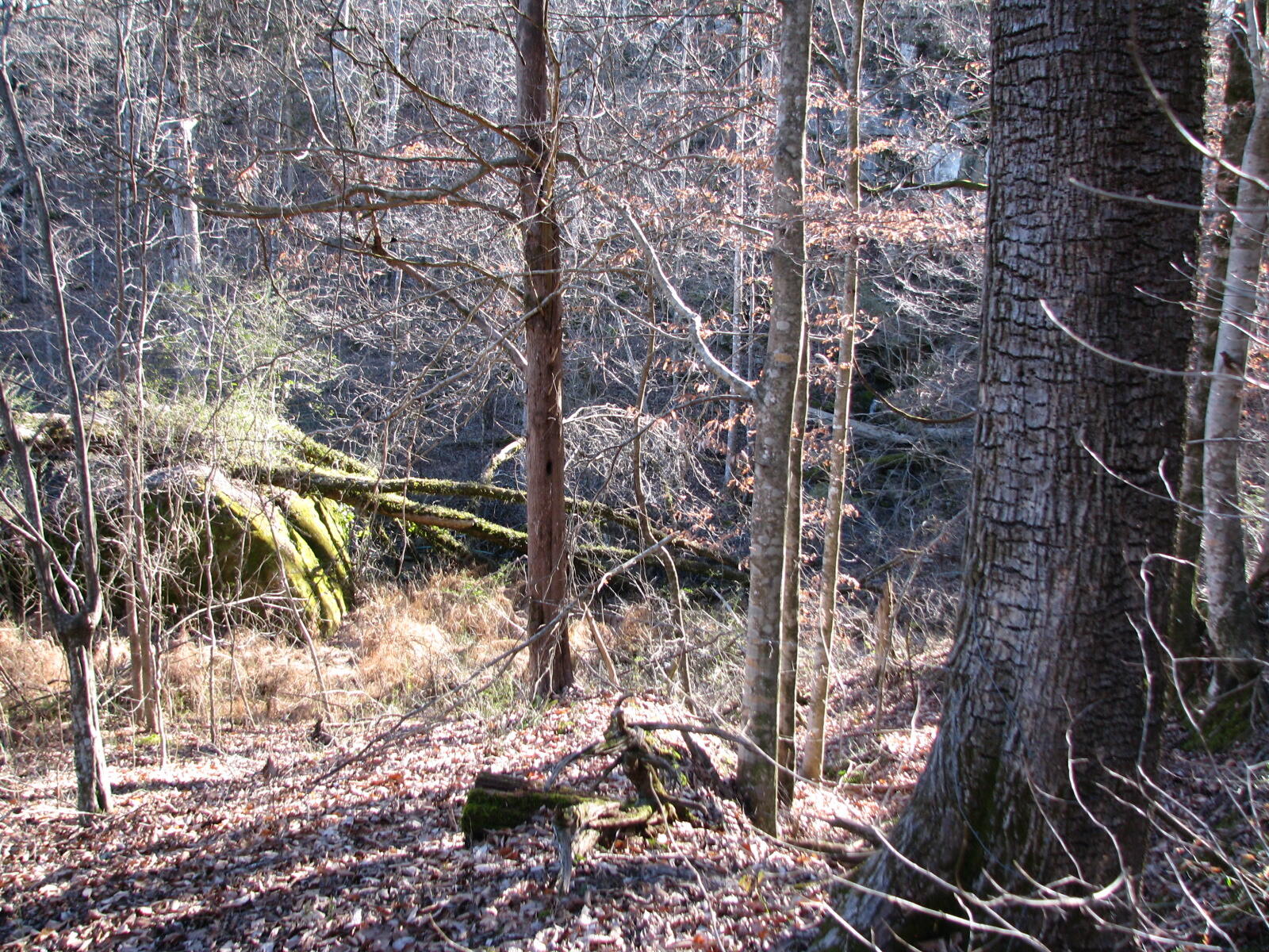 691 Summertown Road Jasper, TN 37347 - Photo 11 of 29 IMG_0932