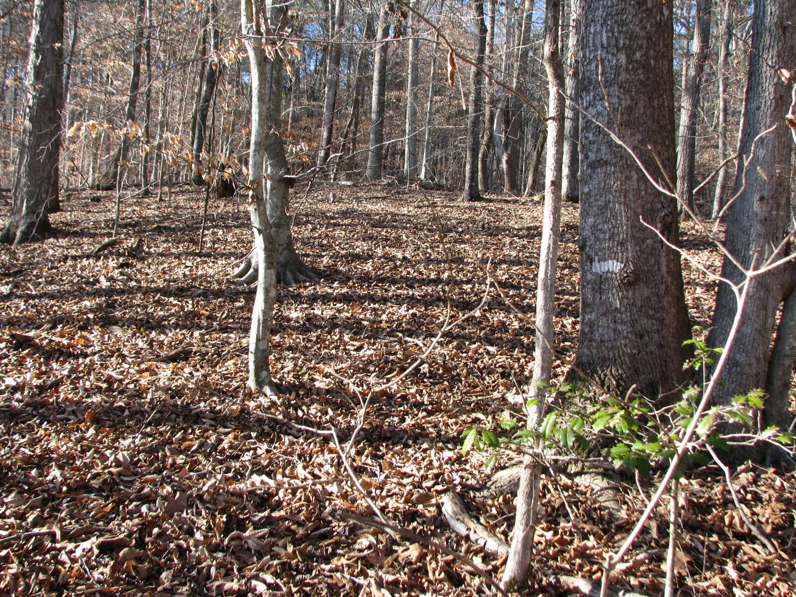 691 Summertown Road Jasper, TN 37347 - Photo 18 of 29 IMG_0941