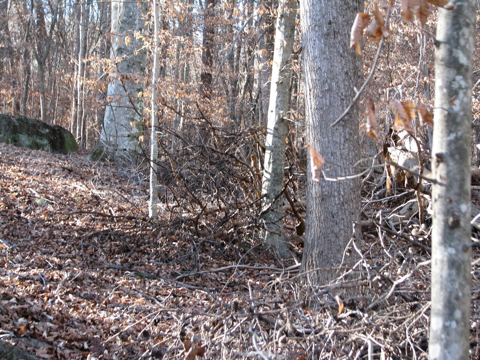 691 Summertown Road Jasper, TN 37347 - Photo 22 of 29 IMG_0945