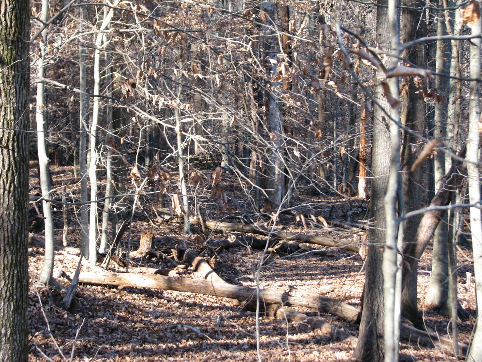 691 Summertown Road Jasper, TN 37347 - Photo 23 of 29 IMG_0946