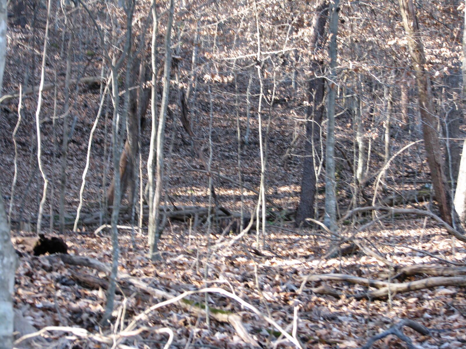 691 Summertown Road Jasper, TN 37347 - Photo 24 of 29 IMG_0947