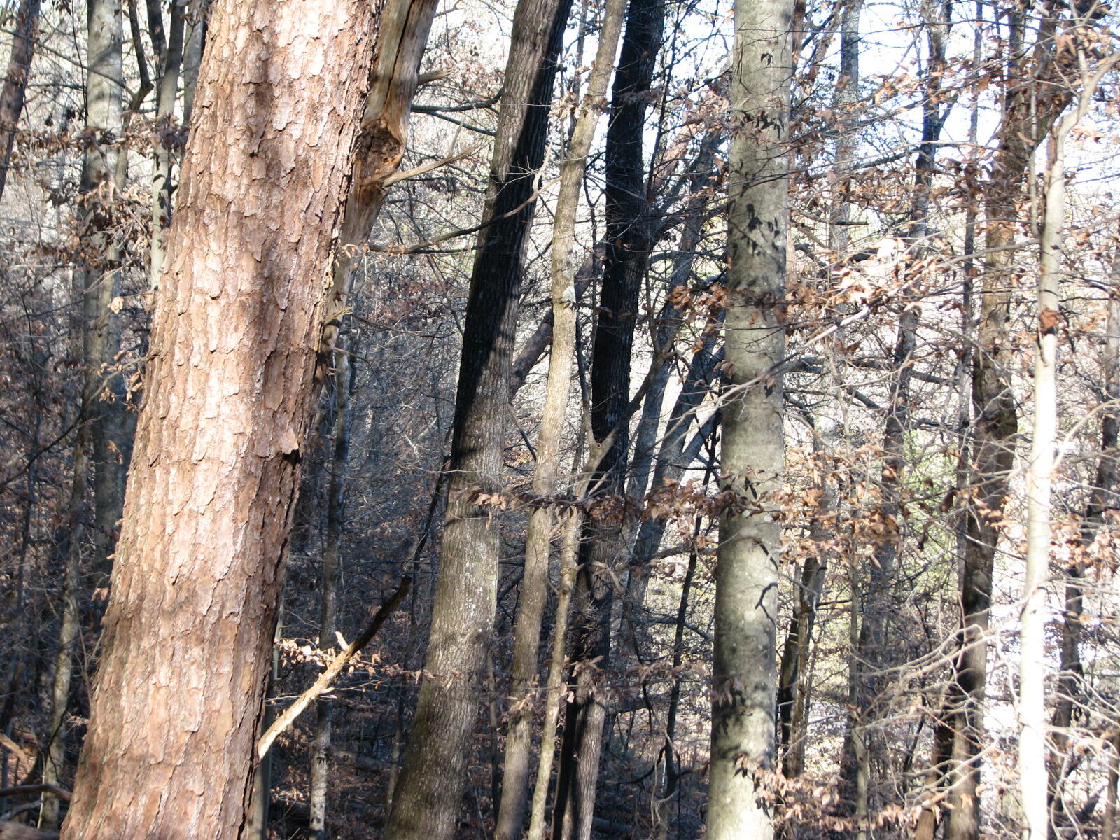 691 Summertown Road Jasper, TN 37347 - Photo 25 of 29 IMG_0948