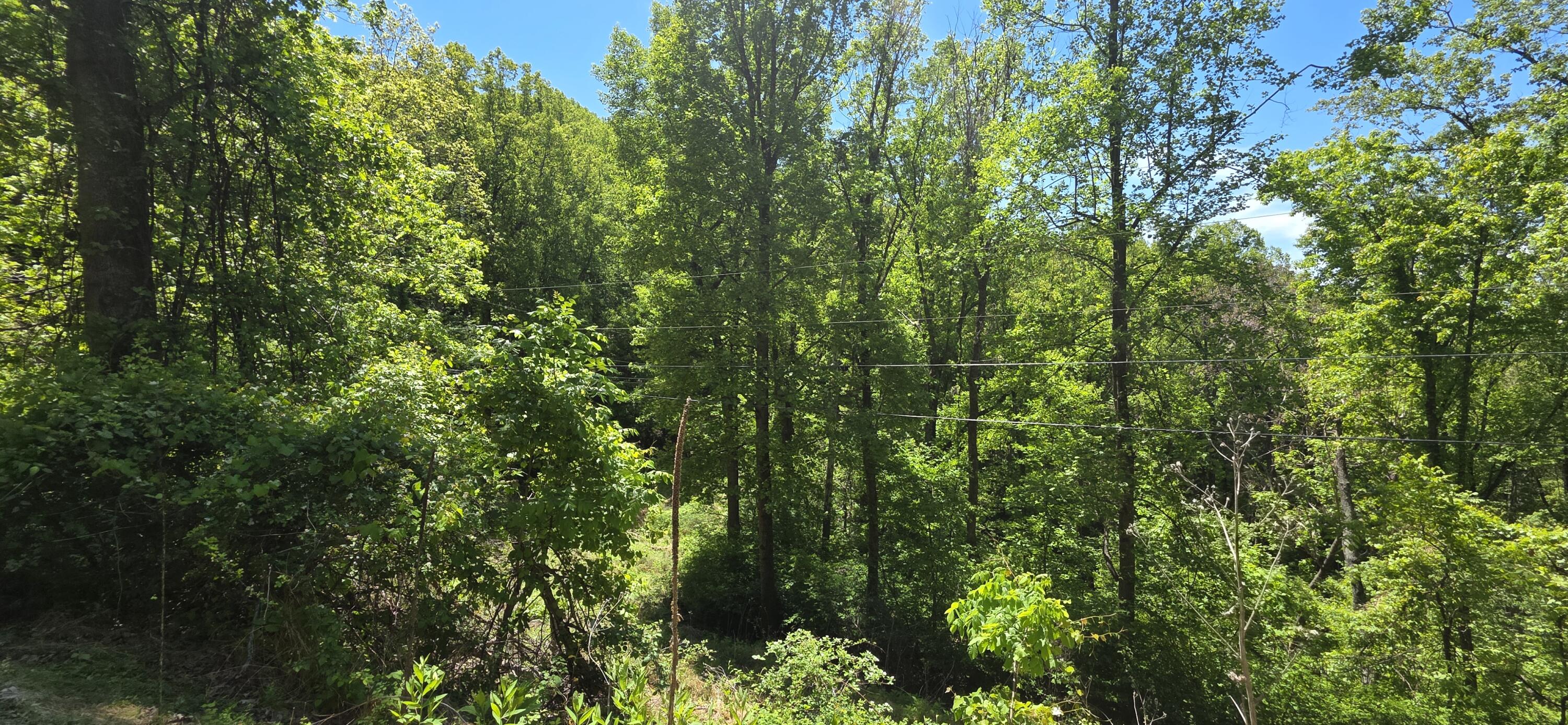 0 Archway Road Blue Ridge, VA 24064 - Photo 11 of 13 a view of a lush green forest