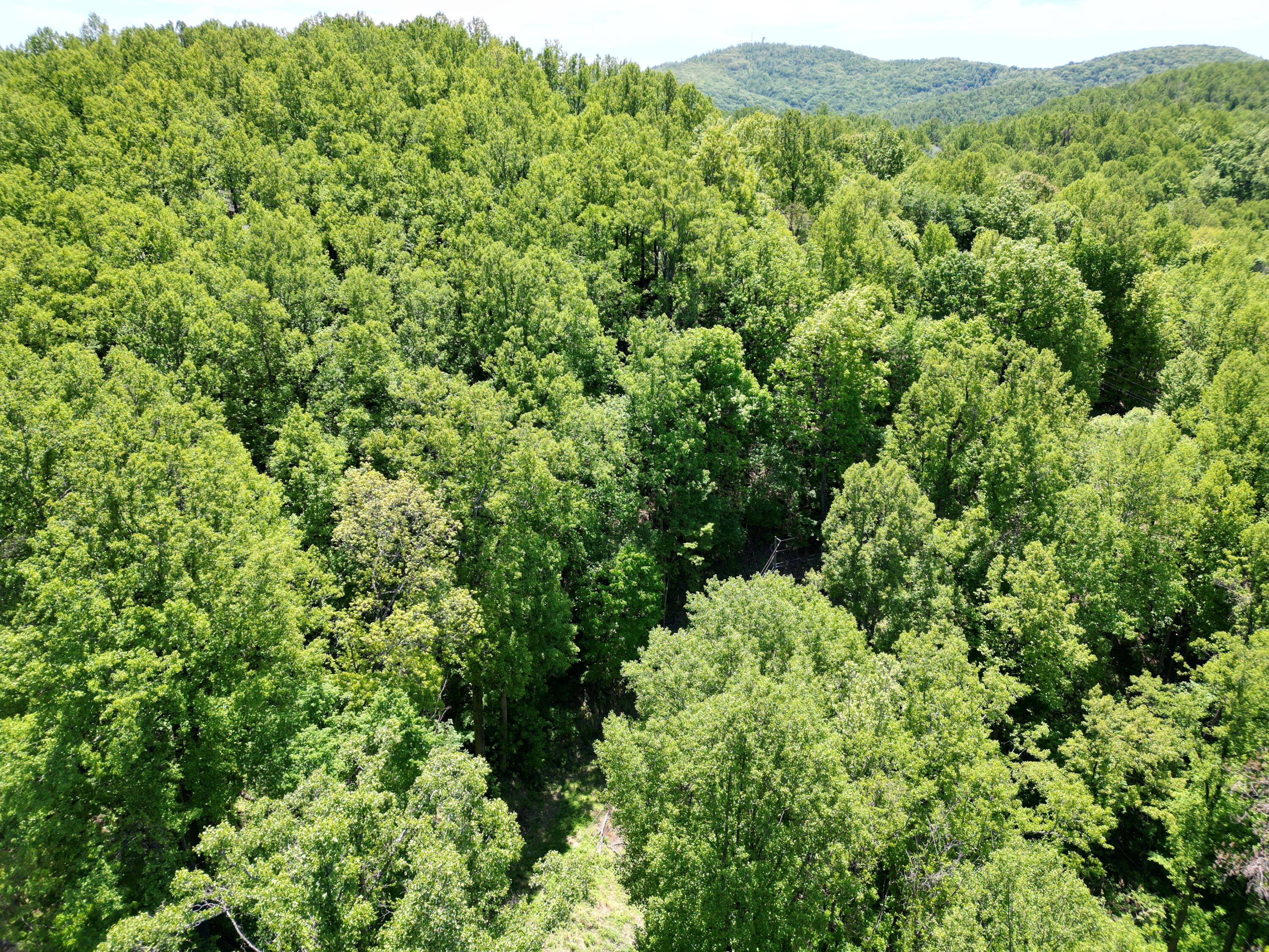 0 Archway Road Blue Ridge, VA 24064 - Photo 13 of 13 a view of a lush green forest with trees and houses