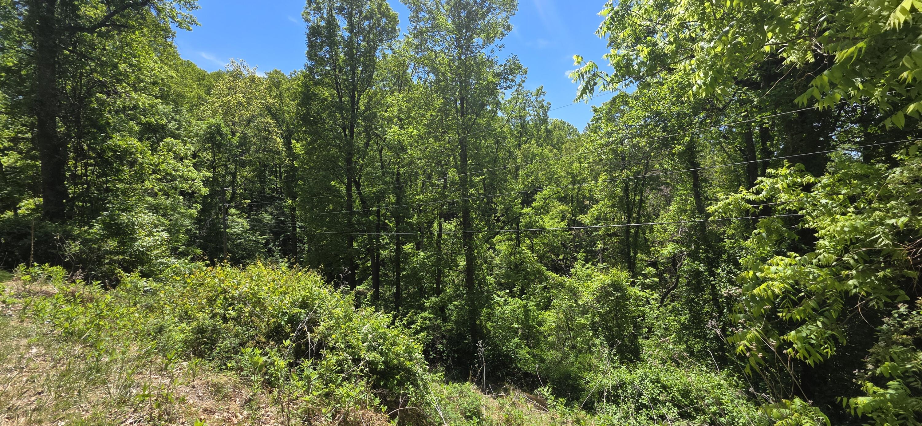 0 Archway Road Blue Ridge, VA 24064 - Photo 10 of 13 a view of a lush green forest