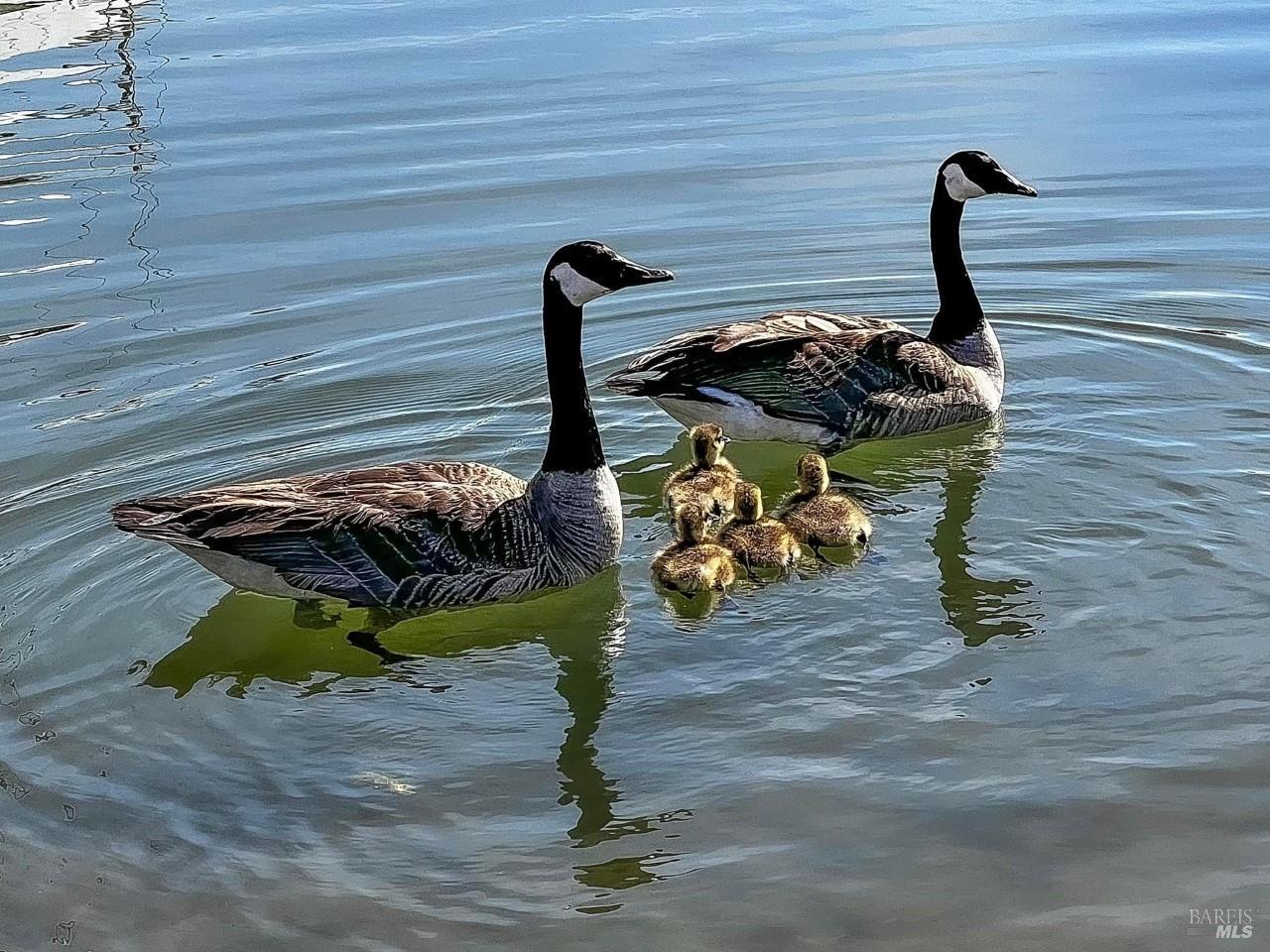 124 Montego Key Novato, CA 94949 - Photo 72 of 83