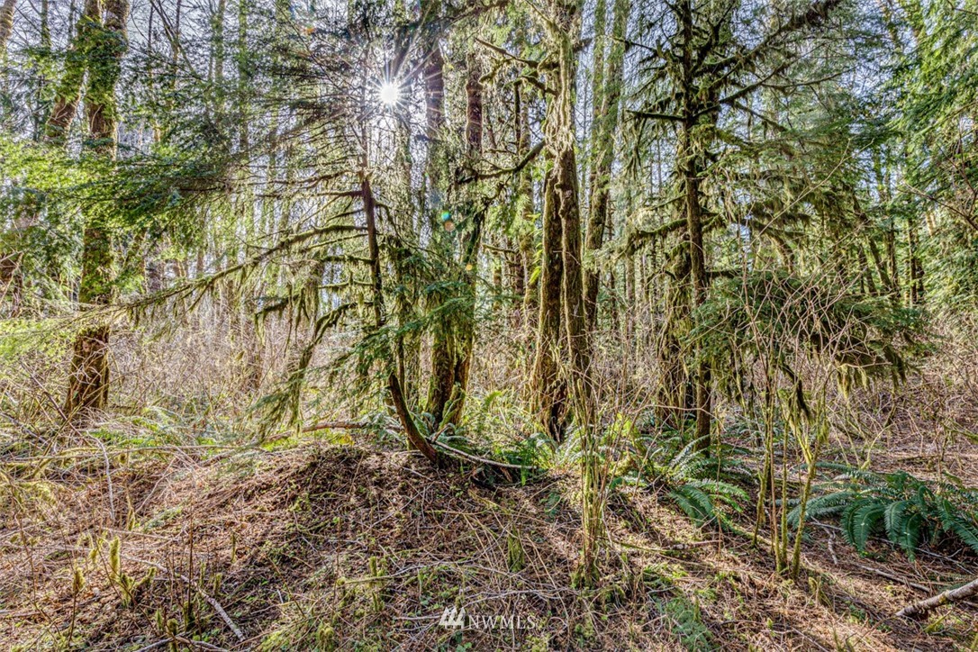 9999 Goodman Mainline Road Forks, WA 98331 - Photo 10 of 28 Gallery Image 10