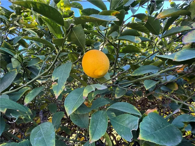 a view of a tree in a yard