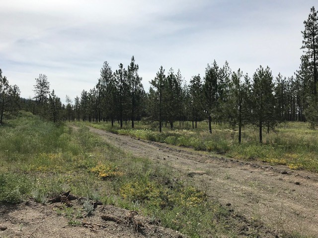 1 Corkscrew Canyon Road Tumtum, WA 99034 - Photo 2 of 10 Gallery Image 2