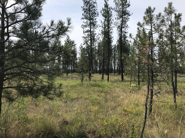 1 Corkscrew Canyon Road Tumtum, WA 99034 - Photo 3 of 10 Gallery Image 3
