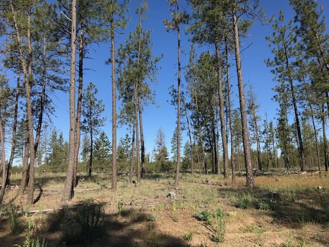 1 Corkscrew Canyon Road Tumtum, WA 99034 - Photo 7 of 10 Gallery Image 7